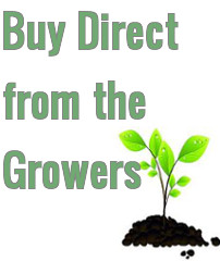 Buy Direct from the Growers